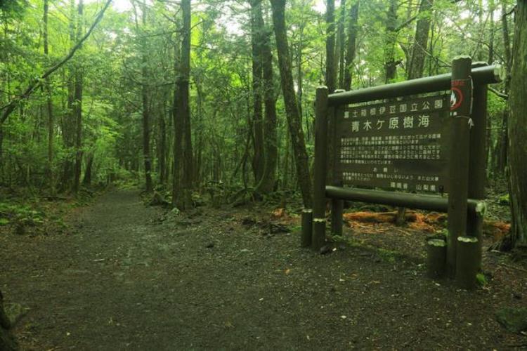 四川最恐怖的山(世界最危险的原始森林)