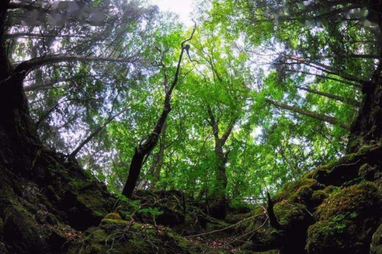 四川最恐怖的山(世界最危险的原始森林)