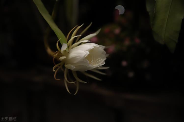 植物园有没有食人花,食人花最早生长在哪里