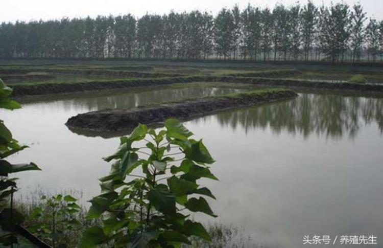 龙虾养殖场地建设,龙虾养殖基地怎么搞