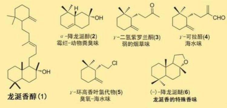 抹香鲸的排泄物是香的吗,抹香鲸的粪便都是龙涎香吗