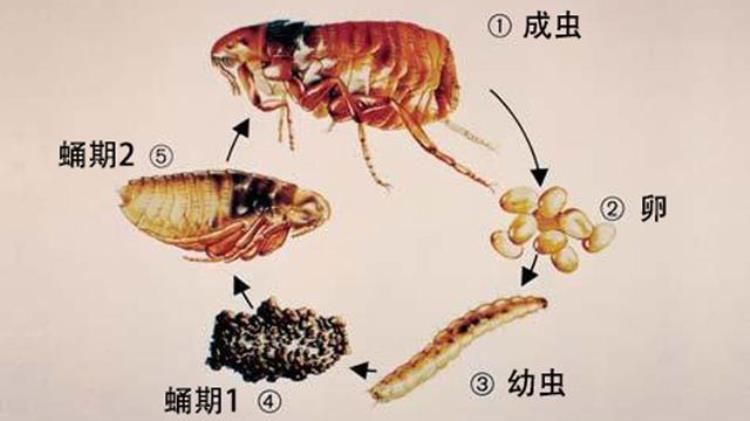 狗身上有跳蚤怎么办,会传染给家人吗,狗身上的跳蚤传染到人身上怎么办