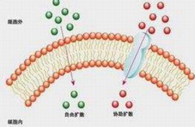 费米气体是什么 对于费米气体的研究和解读