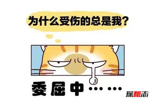 踢猫效应如何避免?坏情绪产生的连锁反应有多可怕