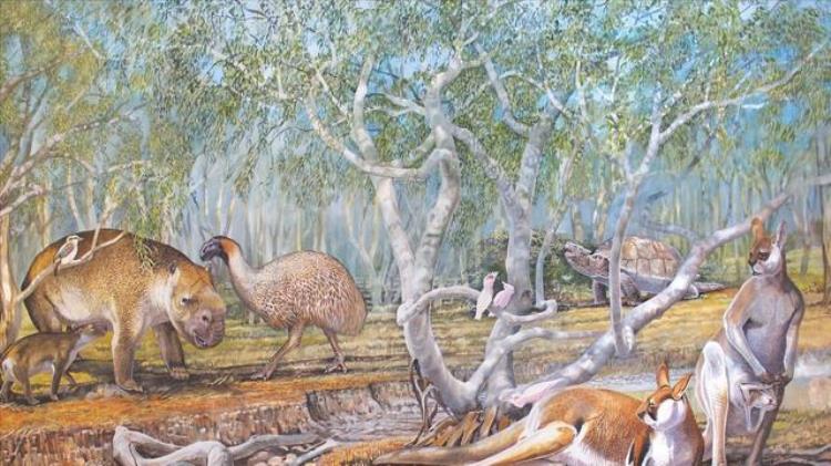 澳洲地大物博两米大鸟七米魔龙汽车大巨兽为何都灭绝了