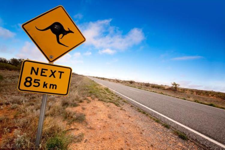 澳洲地大物博两米大鸟七米魔龙汽车大巨兽为何都灭绝了