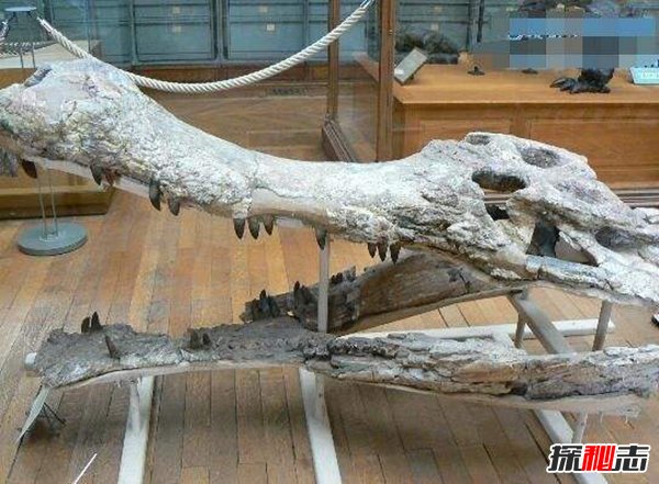 远古恐怖生物森林鳄 已灭绝的可怕生物（强大咬合力）