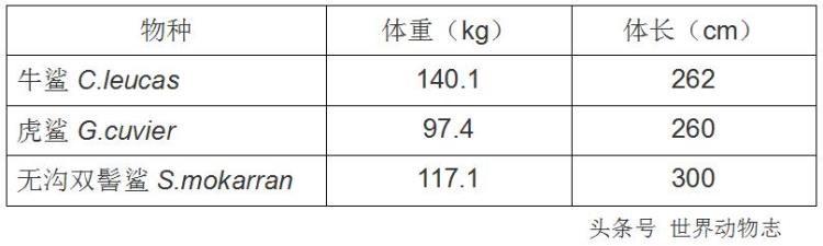 无沟双髻鲨vs牛鲨,牛鲨pk虎鲨谁更厉害