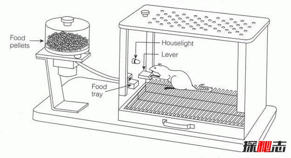 斯金纳箱的恐怖之处 斯金纳箱说明了什么（人性）
