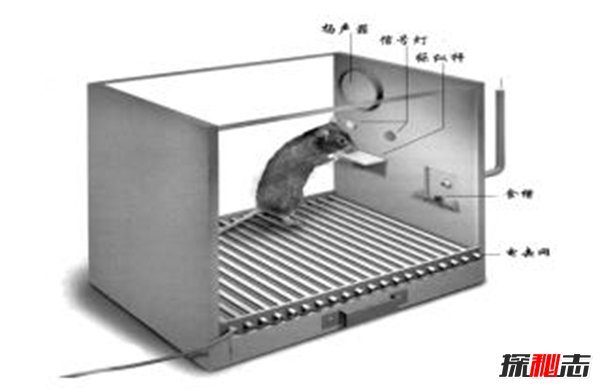 斯金纳箱的恐怖之处 斯金纳箱说明了什么（人性）