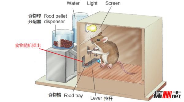 斯金纳箱的恐怖之处 斯金纳箱说明了什么（人性）