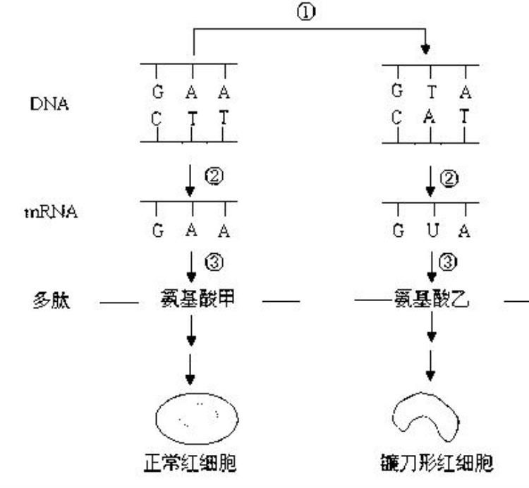 卢旺达一婴儿头部三角形,刚出生的宝宝为什么跟外星人很像