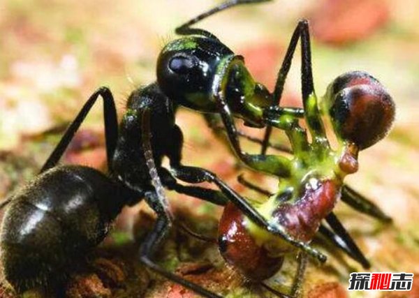 闪雷兽真的存在吗 顶级掠食者闪雷兽几乎无所不能