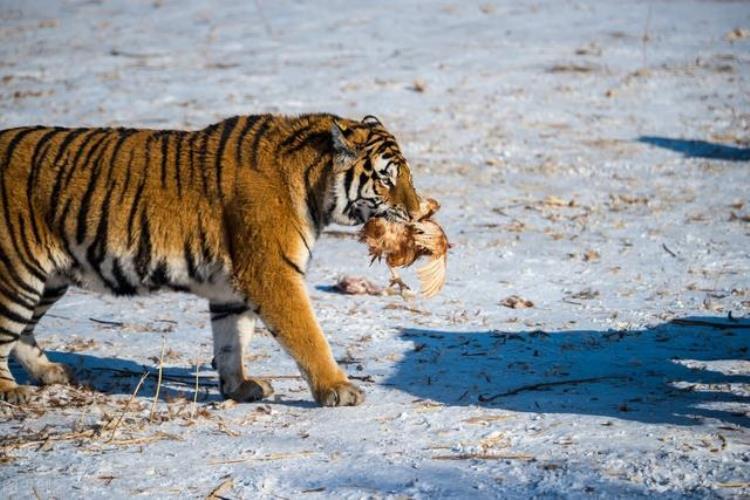 东北虎和大猩猩谁更厉害,大猩猩一拳把防弹玻璃打碎