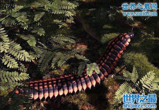 远古蜈蚣虫，长2.6米的巨型远古生物(超恐怖)