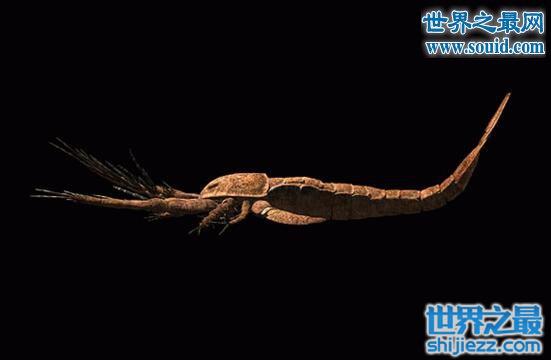 远古蜈蚣虫，长2.6米的巨型远古生物(超恐怖)