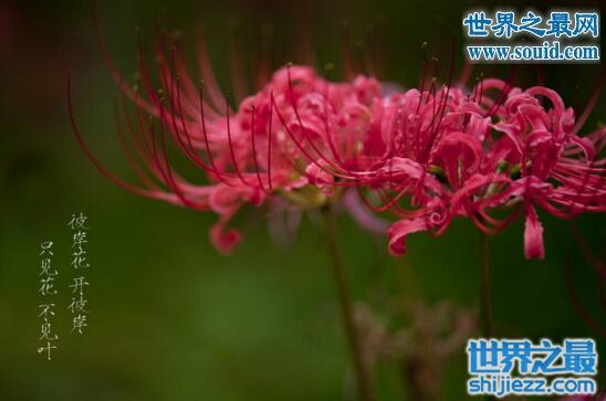 彼岸花图片大全，花叶永不相见的彼岸花(悲催)