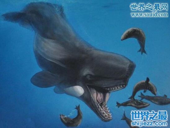 关于鲸的资料，史上最全鲸鱼资料合集