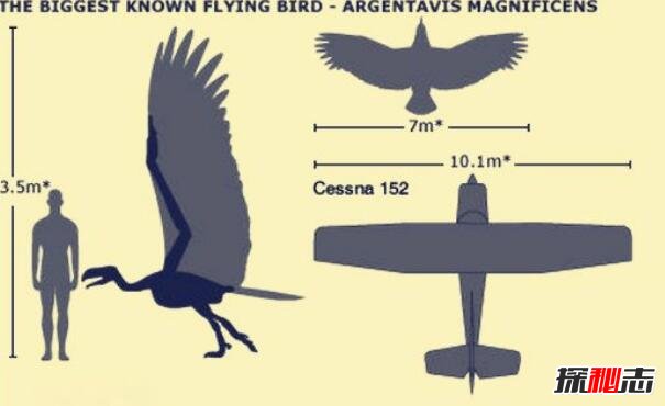 鹰的祖先阿根廷巨鸟，堪比飞机的史前猛禽(翼展7米)