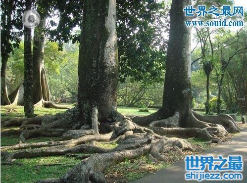 世界上最诡异的植物，食人树奠柏(你可能会碰到)