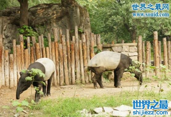 “五不像”马来貘，马来西亚国宝（像牛像虎又像象）