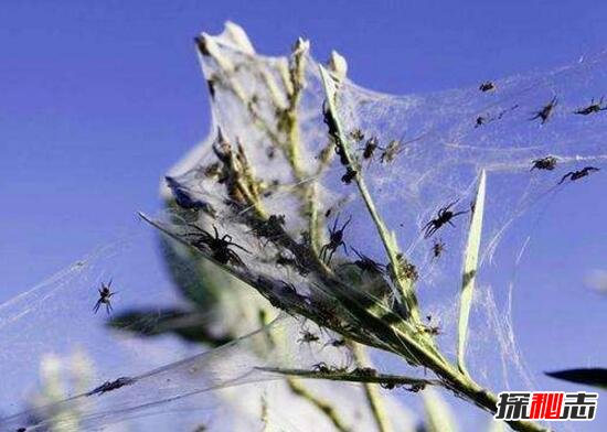 澳大利亚小镇惊现蜘蛛雨，千万蜘蛛从天而降(头皮发麻)