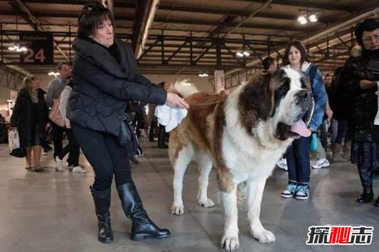 世界上最大的狗排名，土耳其坎高犬堪比小马能骑乘