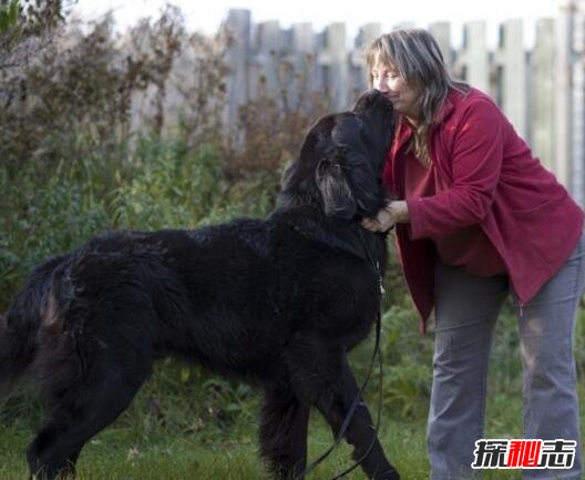 世界上最大的狗排名，土耳其坎高犬堪比小马能骑乘