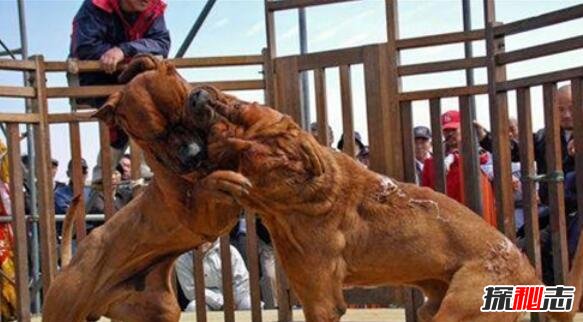 世界上最凶猛的狗排名，比特犬数分钟咬死藏獒(视频)