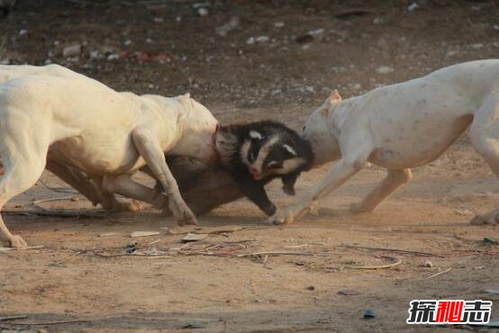 世界上最凶猛的狗排名，比特犬数分钟咬死藏獒(视频)