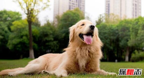 世界十大最聪明的狗排名，边境牧羊犬智商相当8岁小孩