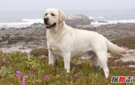 世界十大最聪明的狗排名，边境牧羊犬智商相当8岁小孩