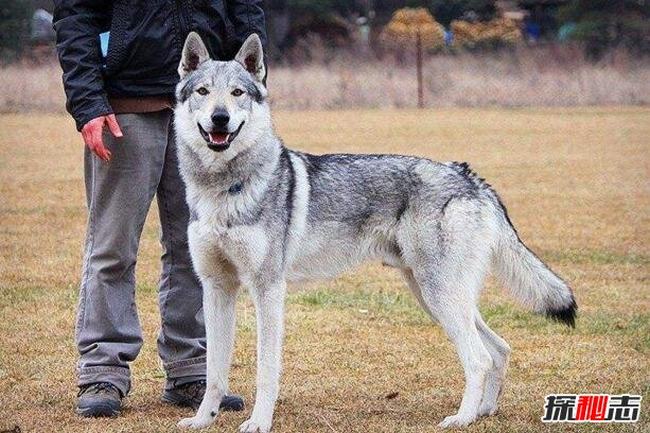 世界上最贵的狗排名，捷克狼犬无价/藏獒崩盘一文不值