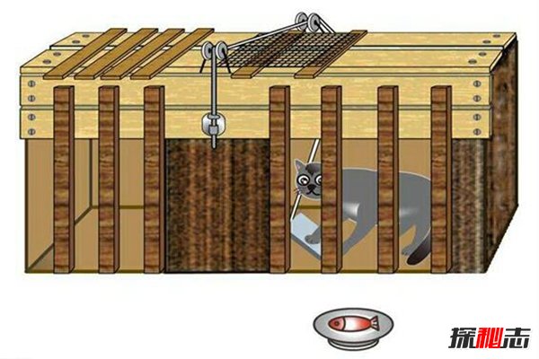 桑代克饿猫迷笼实验是什么？揭秘学习的本质(附结论)