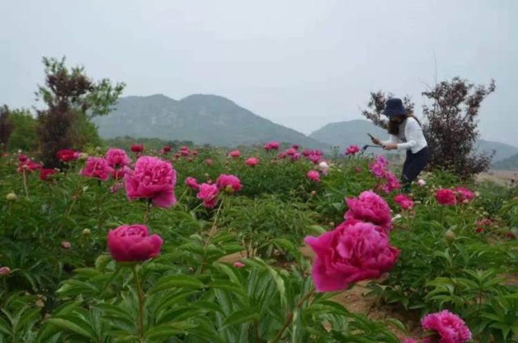 北京香山植物园牡丹「济南去哪里看牡丹花」