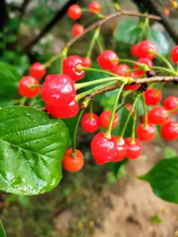 北京香山植物园牡丹「济南去哪里看牡丹花」