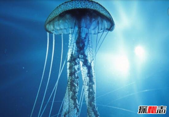 海洋最毒的生物，箱水母杀人于无形(碰之毙命/2分钟死亡)