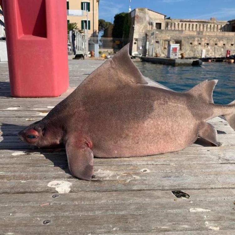 世界上最像海猪的生物(世界上最像海猪的生物)