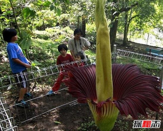 世界上最大的花，尸香魔芋花(保护尸体不腐烂/最臭的花)