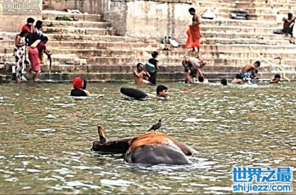 恐怖的印度恒河浮尸现场照，河面尸横片野污染严重