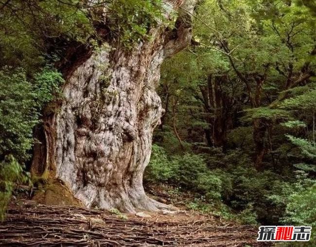 世界上最古老的树排名，欧洲云杉树龄近万岁（未停止生长）