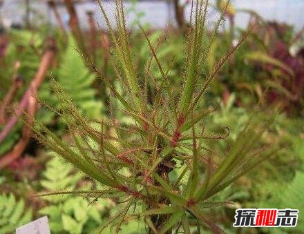 自然界十大食肉植物，捕虫堇让虫子有去无回