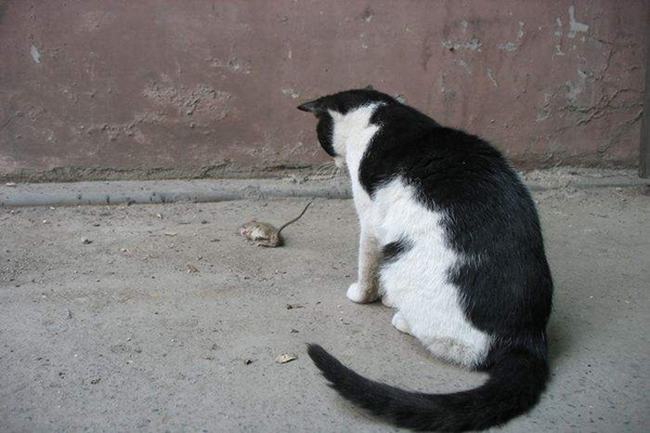 猫为什么是老鼠的天敌?老鼠含有牛磺酸(提高猫夜视能力)