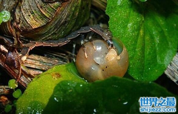 不同时期萤火虫吃什么，肉食性动物吃蜗牛