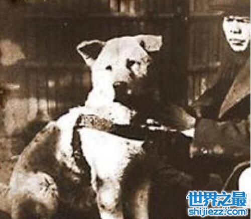 忠犬八公是什么狗，日本秋田犬(八公真实故事)