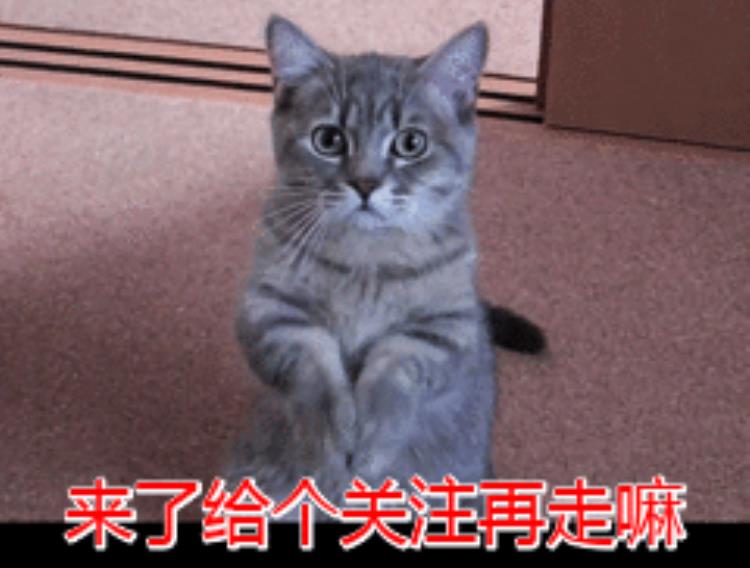 不瞒你说这些东西是猫的天敌会让它很害怕吗,猫有啥天敌