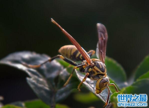 杀人如麻的益虫，杀人蜂毒死数百人(见人就蛰)