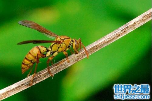 杀人如麻的益虫，杀人蜂毒死数百人(见人就蛰)