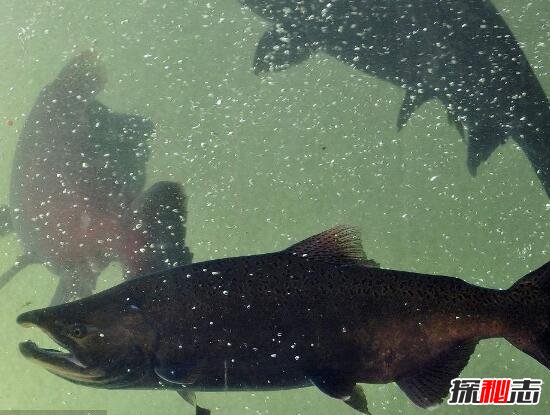 世界十大凶猛淡水鱼排行榜，坦克鸭嘴鲶鱼食人肉(超恐怖)