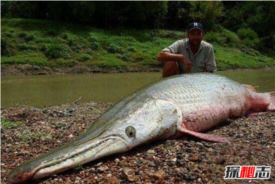 世界十大凶猛淡水鱼排行榜，坦克鸭嘴鲶鱼食人肉(超恐怖)